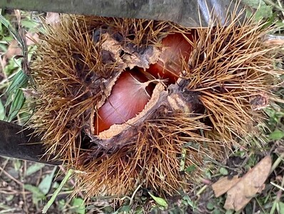 【スタッフ日記】鹿児島も秋の足音が聞こえ始めました
