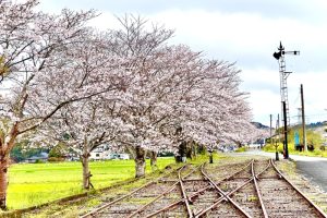 【スタッフ日記】WBCロスと桜見の季節