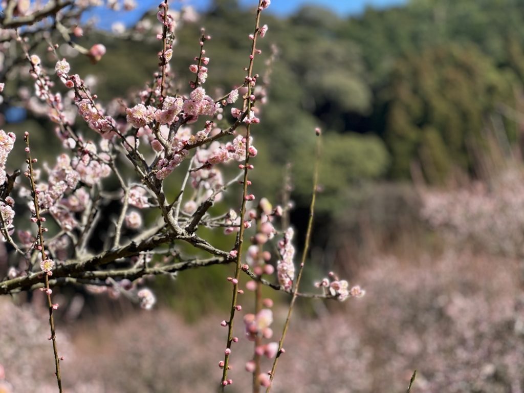 梅の花