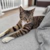 【スタッフ日記】癒しの猫のはなし