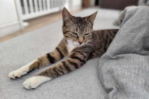 【スタッフ日記】癒しの猫のはなし