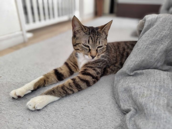 【スタッフ日記】癒しの猫のはなし