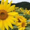 【スタッフ日記】夏の風物詩