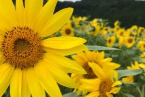 【スタッフ日記】夏の風物詩
